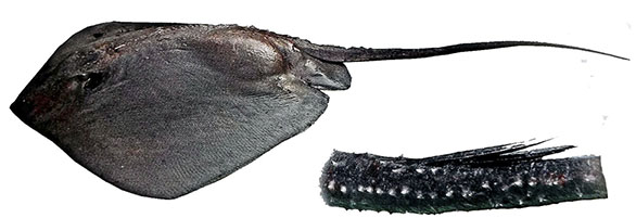 Dasyatis centroura_002589.jpg